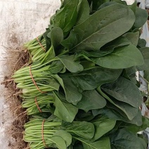 精品菠菜，绿叶菠菜，大量供应，产地直发，量大从优，欢迎来