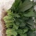 精品菠菜，绿叶菠菜，大量供应，产地直发，量大从优，欢迎来