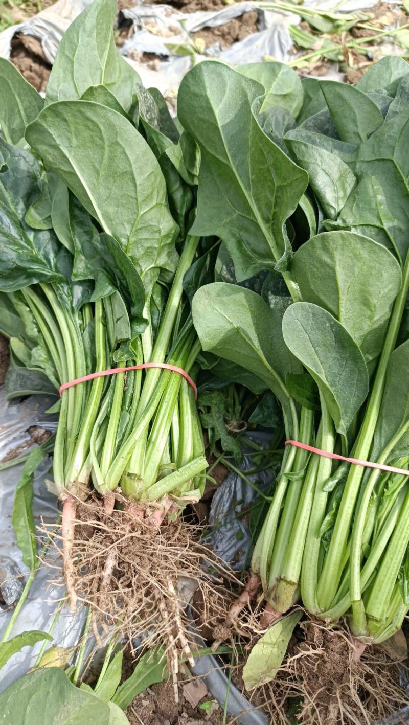 精品菠菜，绿叶菠菜，大量供应，产地直发，量大从优，欢迎来