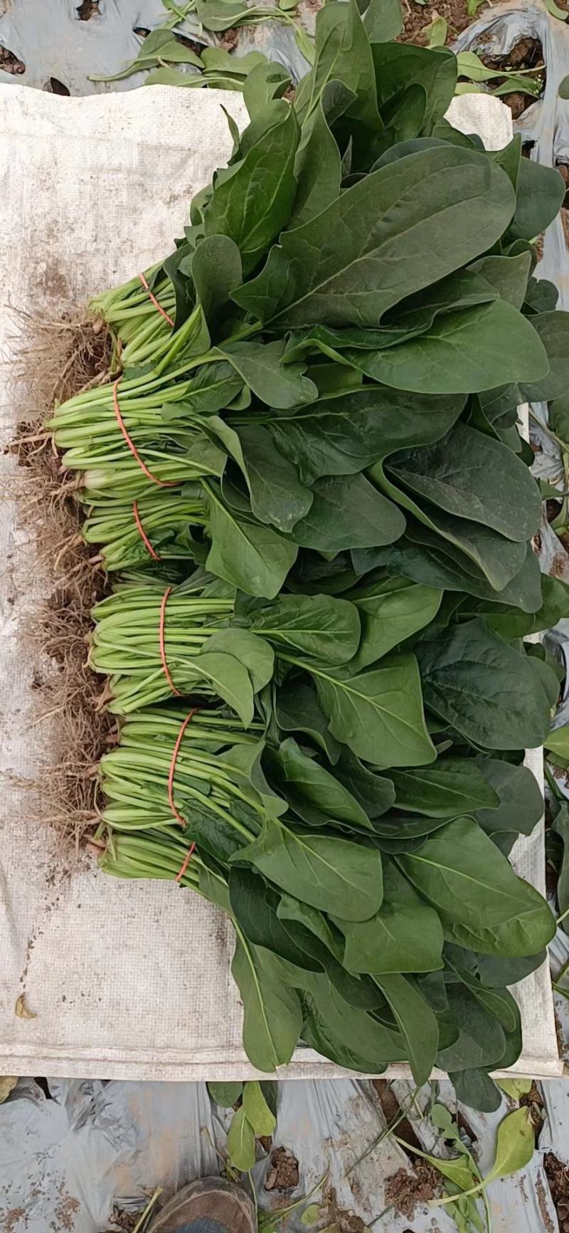 精品菠菜，绿叶菠菜，大量供应，产地直发，量大从优，欢迎来