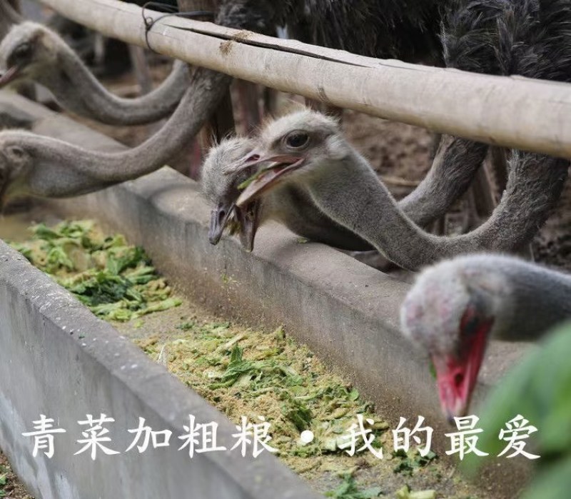 【实力】鸵鸟蛋，现货先发，量大从优，欢迎来电咨询。。