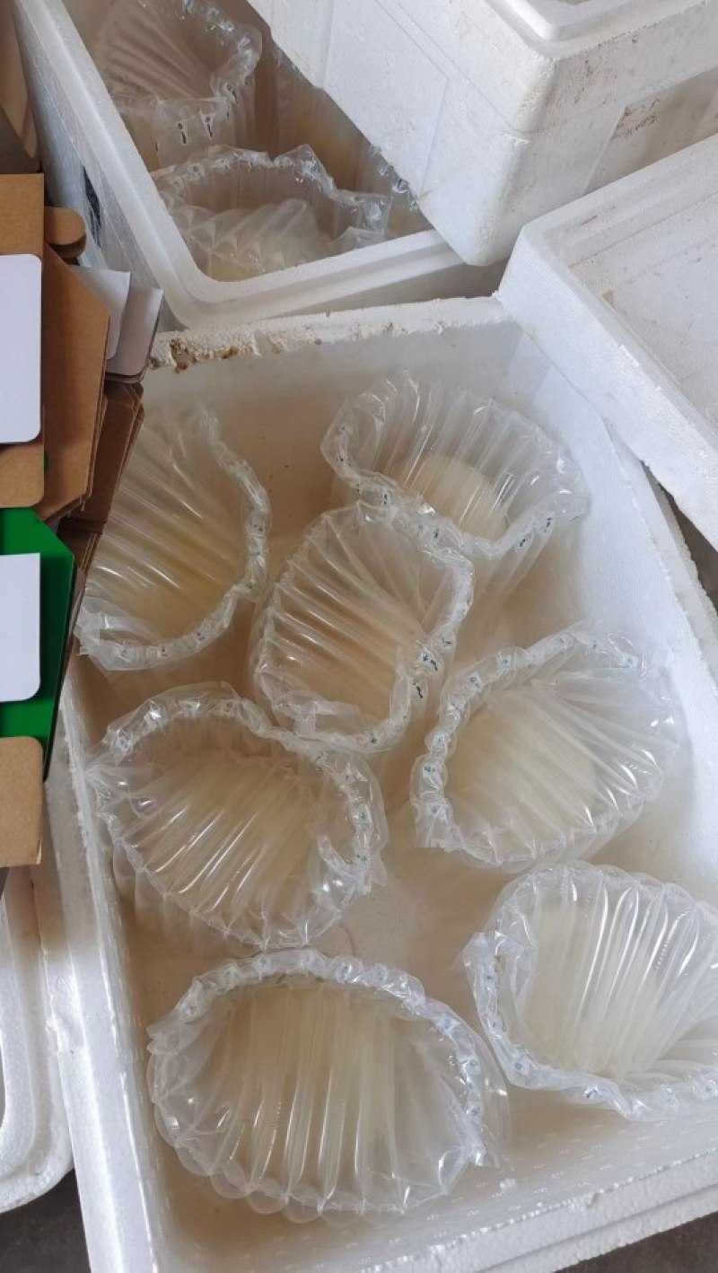 【牛商推荐】精品鸵鸟蛋，全国包邮，量大从优，欢迎来电。