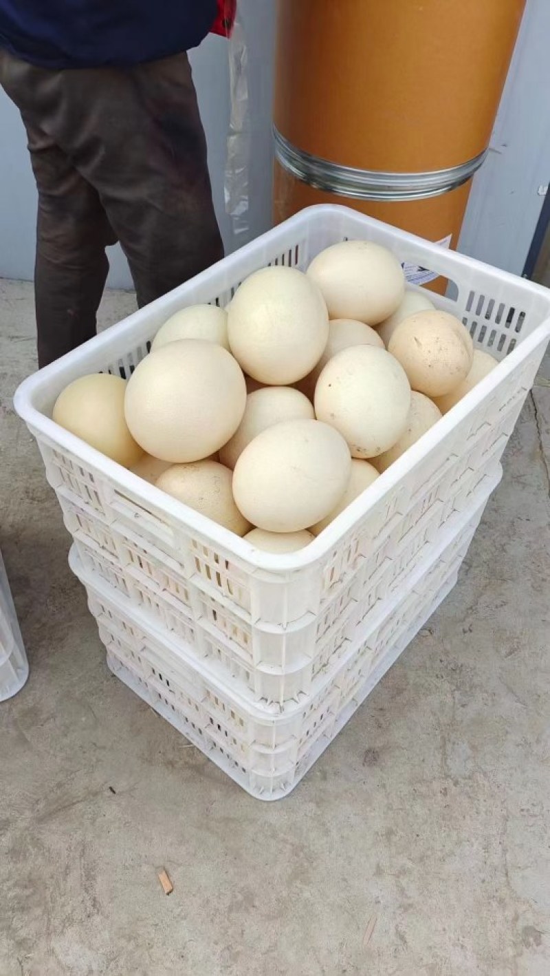 【牛商推荐】精品鸵鸟蛋，全国包邮，量大从优，欢迎来电。