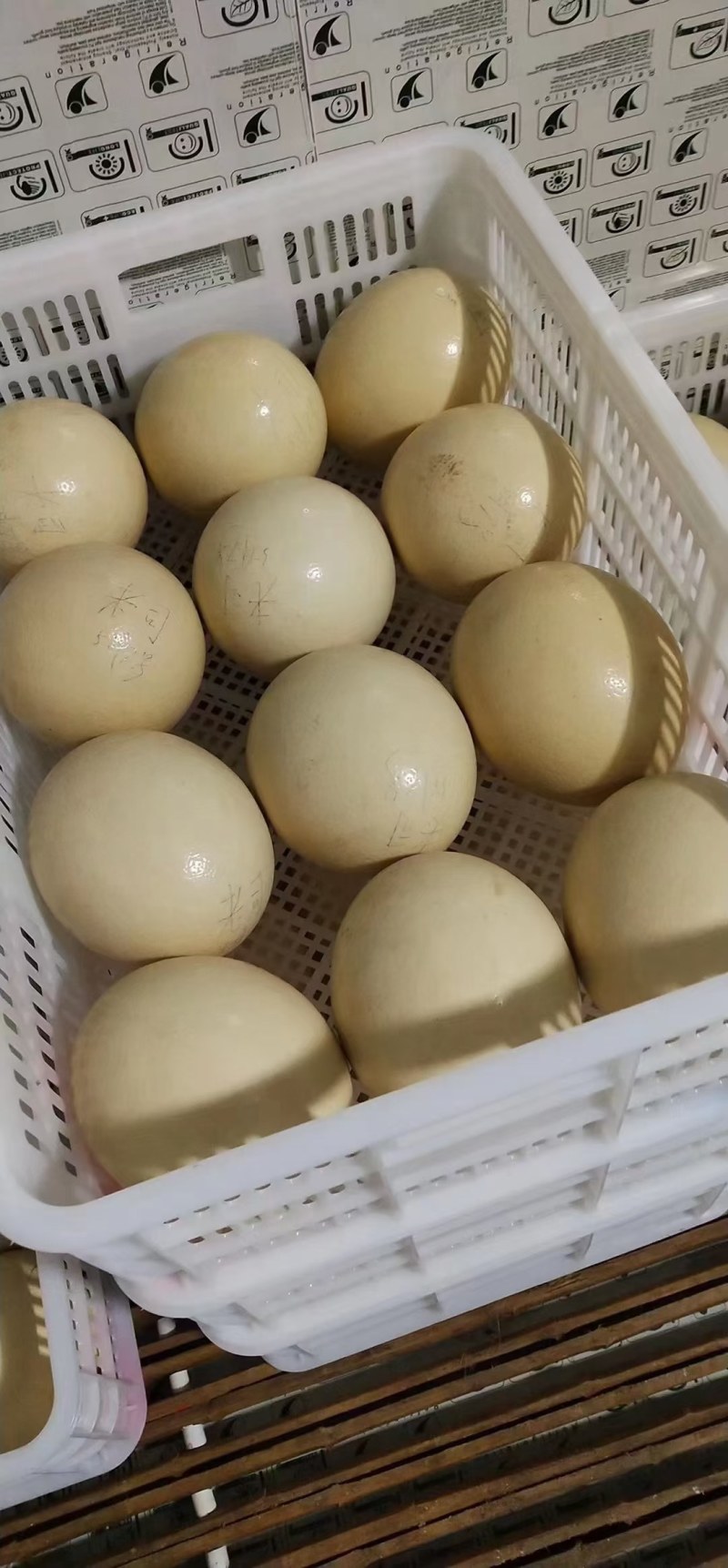 【牛商推荐】精品鸵鸟蛋，全国包邮，量大从优，欢迎来电。