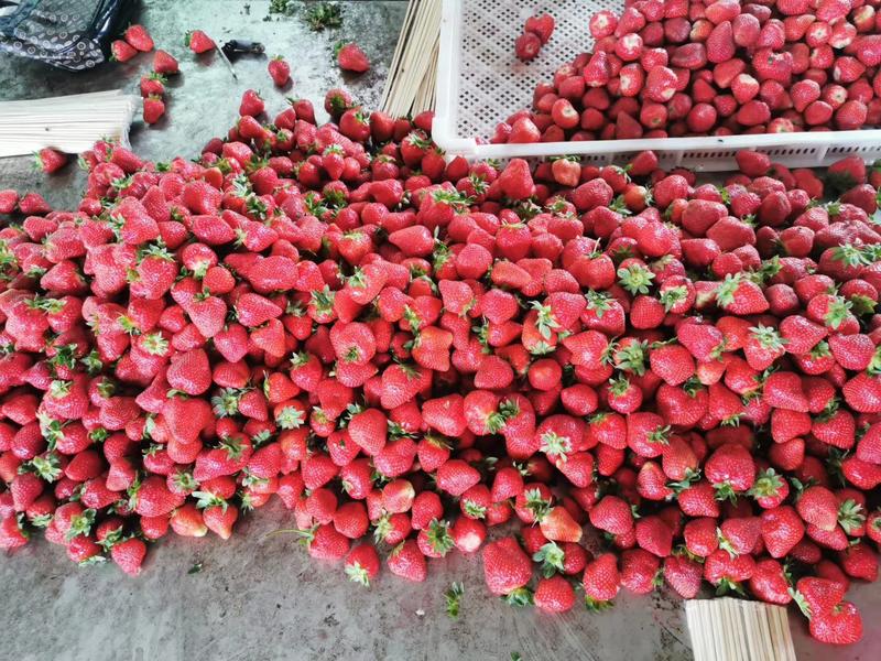 速冻草莓，品种，红颜，甜查理，美十三，腌制品种，全明星