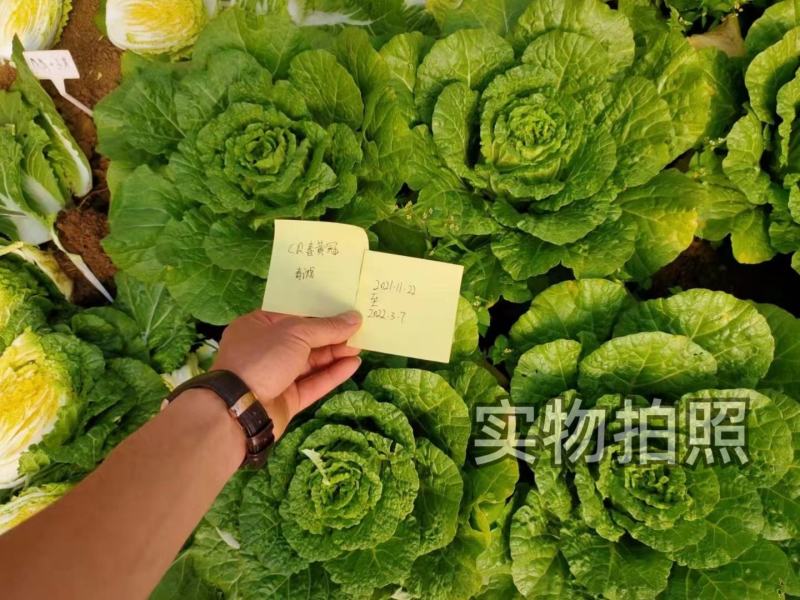 春秋黄冠白菜种子生长周期约70天左右南北方均可种植