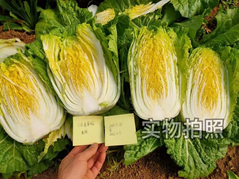 春秋黄冠白菜种子生长周期约70天左右南北方均可种植