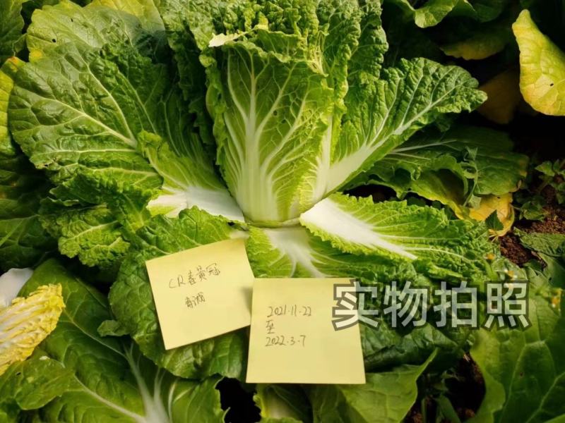 春秋黄冠白菜种子生长周期约70天左右南北方均可种植