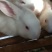 新西兰肉兔伊拉兔比利时肉兔宠物兔公羊兔