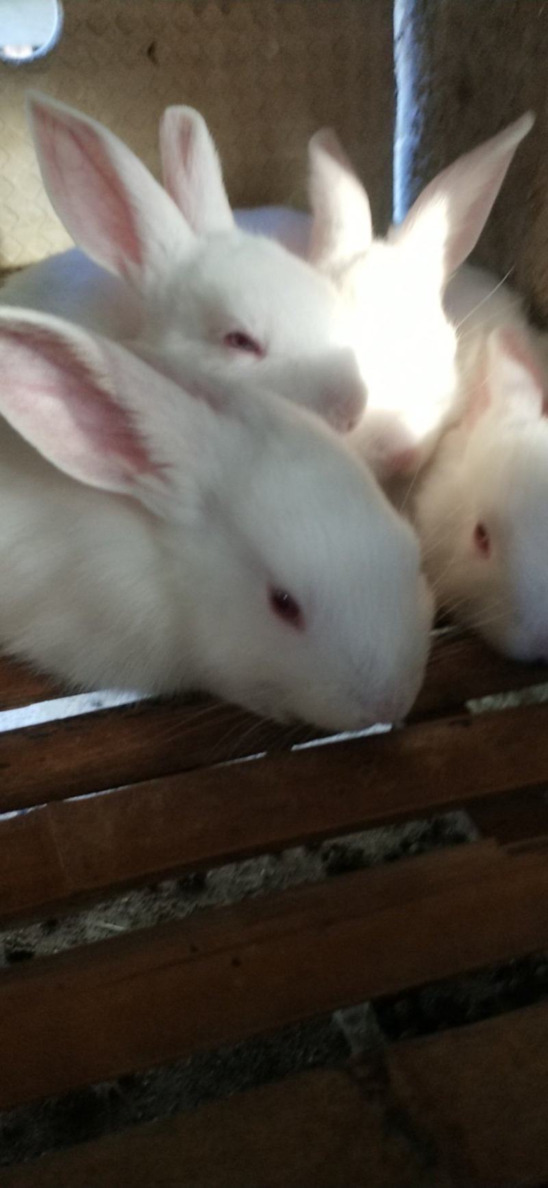 新西兰肉兔伊拉兔比利时肉兔宠物兔公羊兔