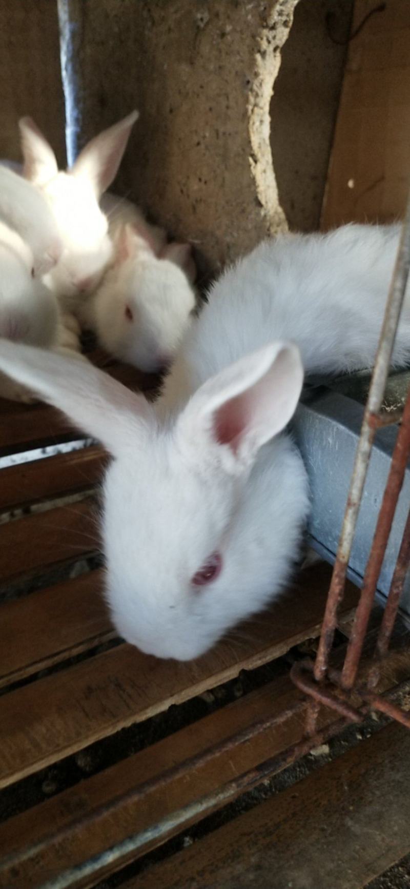 新西兰肉兔伊拉兔比利时肉兔宠物兔公羊兔
