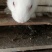 新西兰肉兔伊拉兔比利时肉兔宠物兔公羊兔