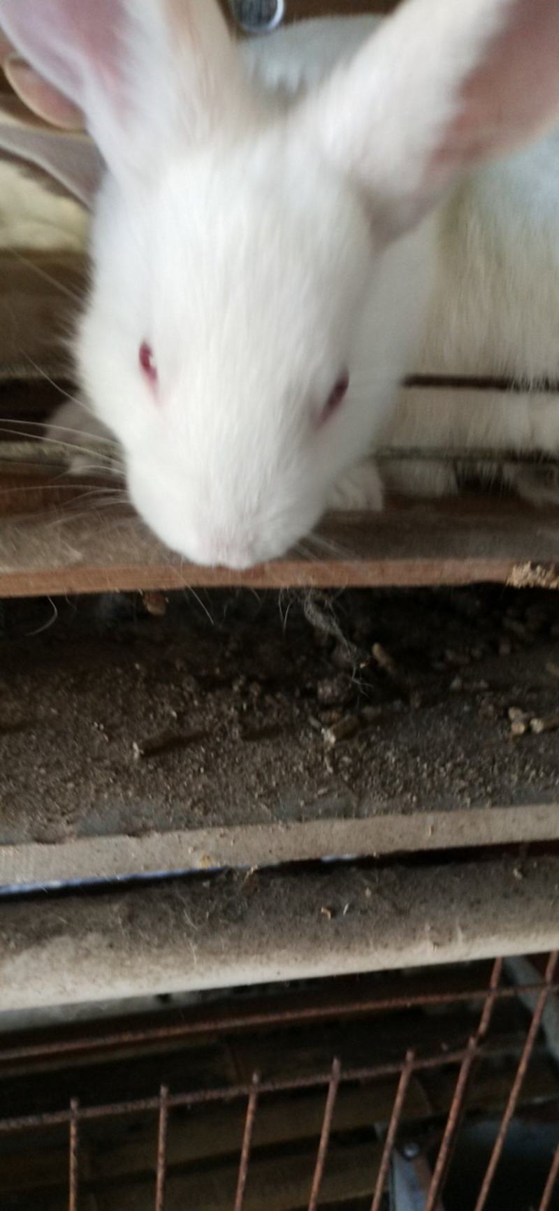 新西兰肉兔伊拉兔比利时肉兔宠物兔公羊兔