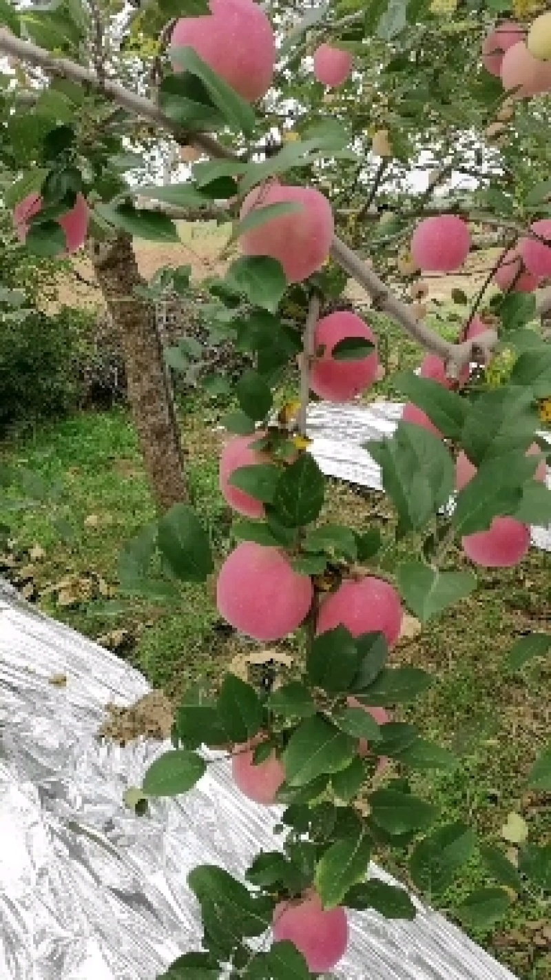 晚熟红富士苹果，大量上市，有意者请联系我