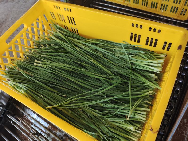 广东大叶韭菜精品韭菜长期有货供应质量保证