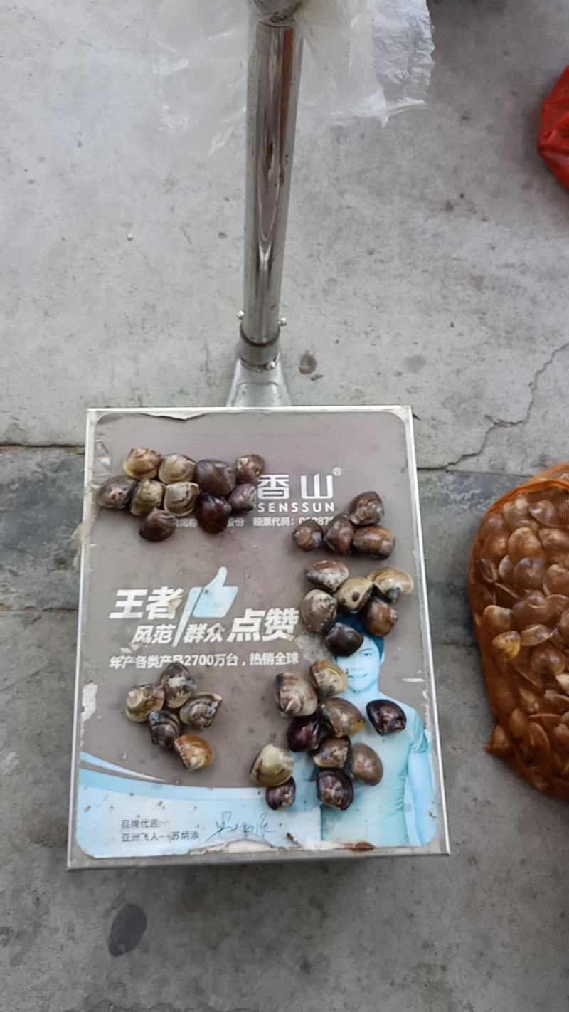 新鲜海螺、文蛤、车螺、沙白螺一手货源价格优惠