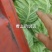 河北邯郸永年甘蓝大量上市质量好货源充足价格美丽