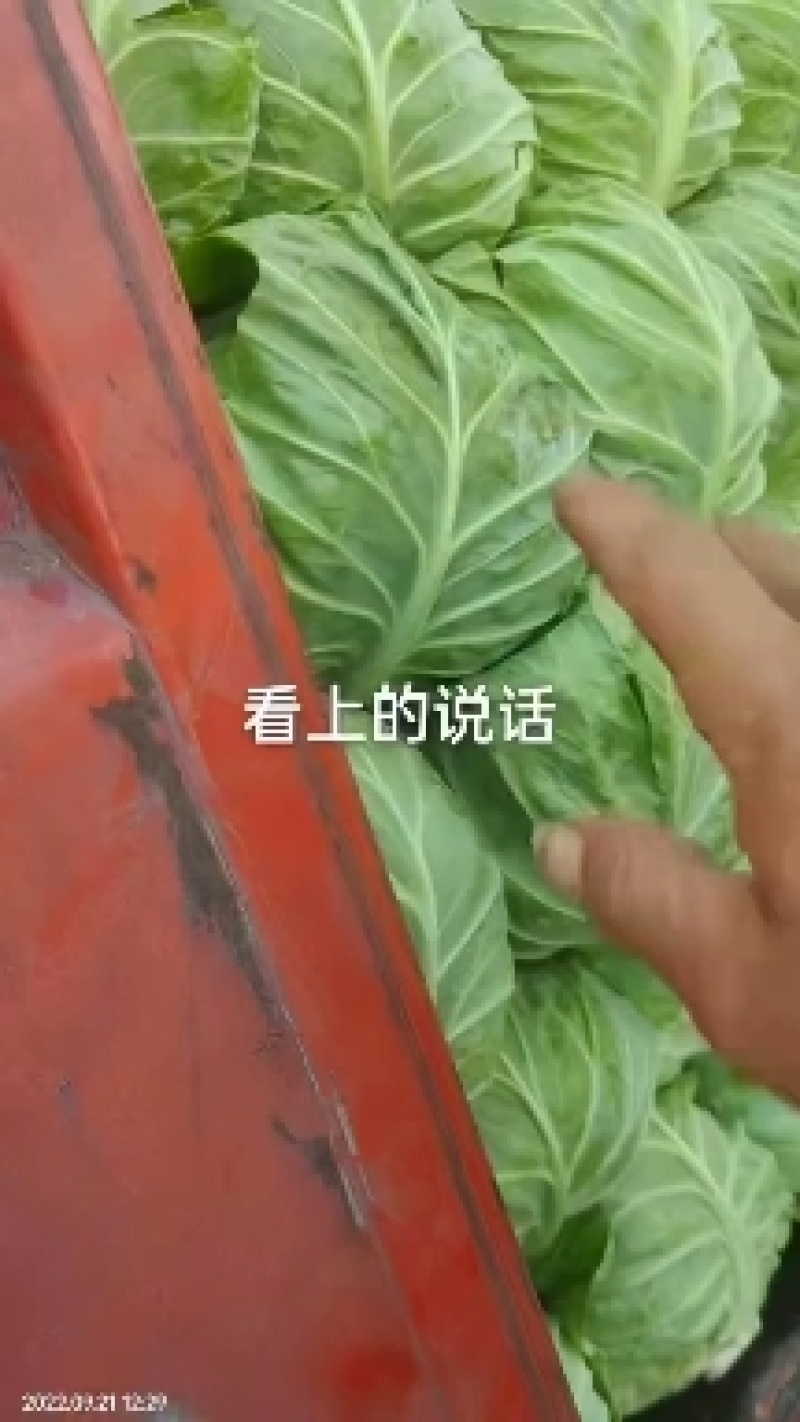 河北邯郸永年甘蓝大量上市质量好货源充足价格美丽