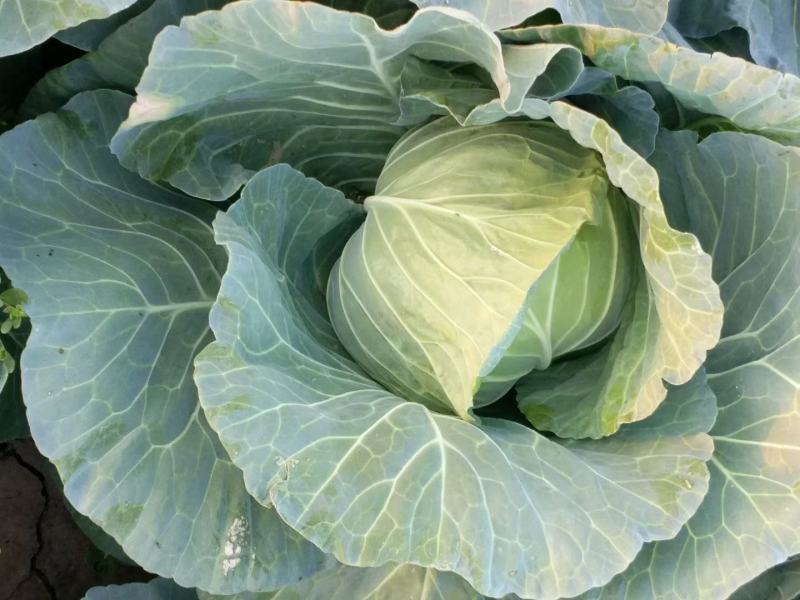 河北邯郸永年甘蓝大量上市质量好货源充足价格美丽