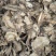 独活干货独活中药材量大从优！欢迎选购！