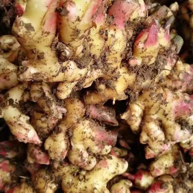 推荐-湖北小黄姜种植基地一手货源批发《代存小黄姜》