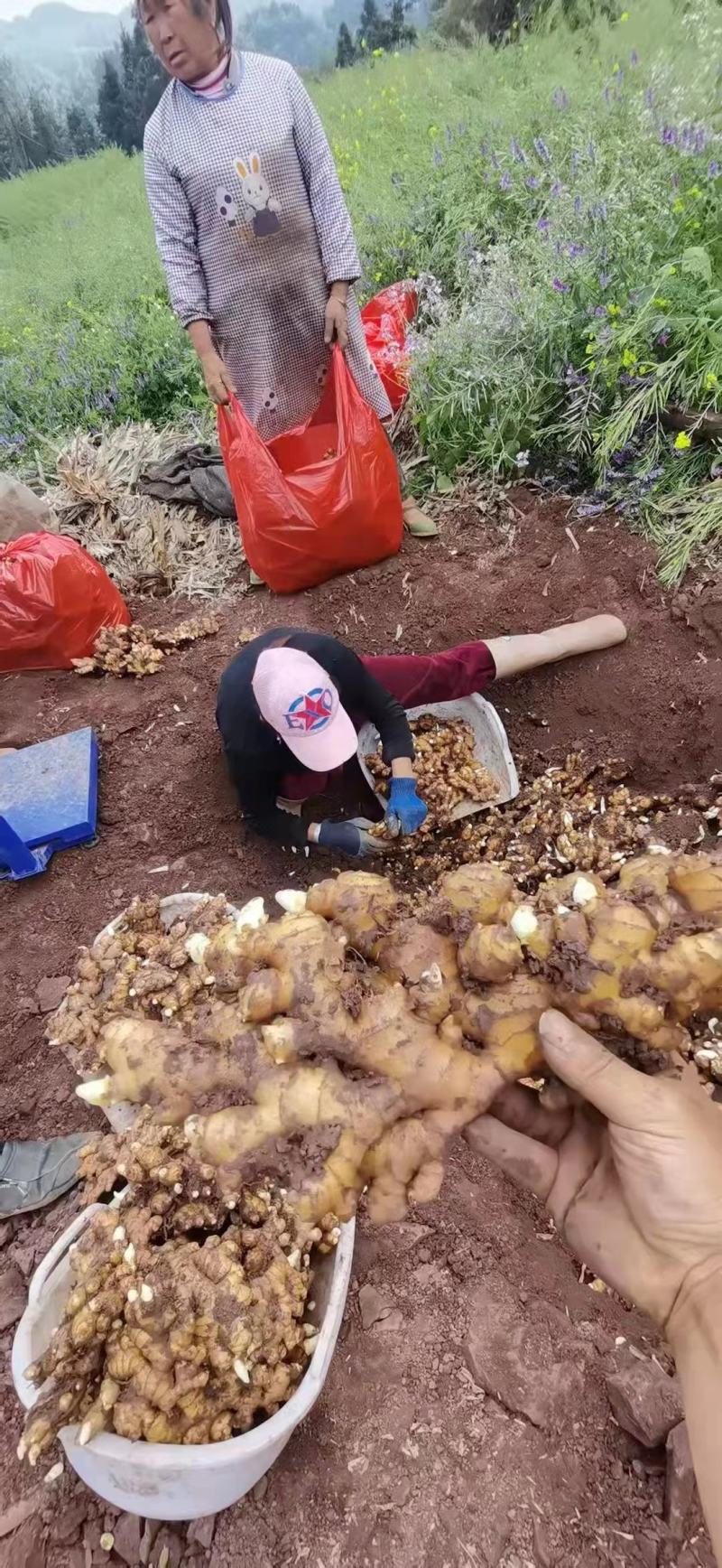 推荐-湖北小黄姜种植基地一手货源批发《代存小黄姜》