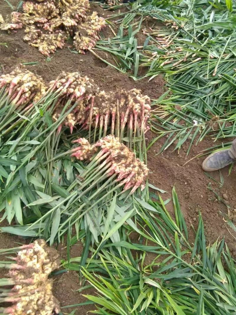 推荐-湖北小黄姜种植基地一手货源批发《代存小黄姜》