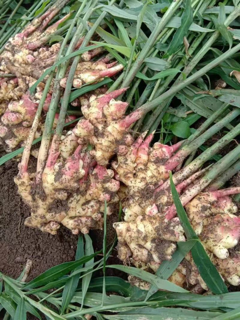 推荐-湖北小黄姜种植基地一手货源批发《代存小黄姜》