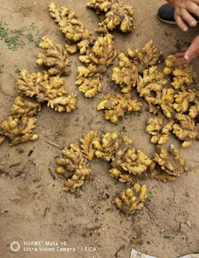 推荐-湖北小黄姜种植基地一手货源批发《代存小黄姜》