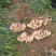 推荐-湖北小黄姜种植基地一手货源批发《代存小黄姜》