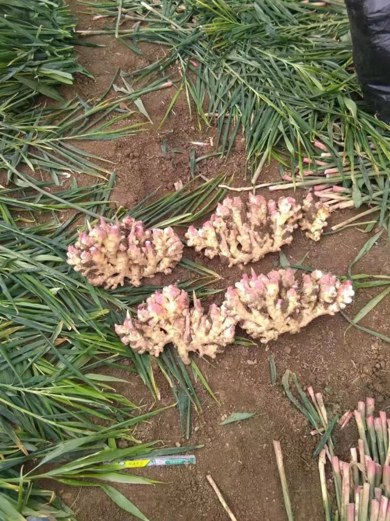 推荐-湖北小黄姜种植基地一手货源批发《代存小黄姜》