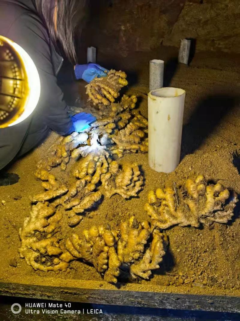 推荐-湖北小黄姜种植基地一手货源批发《代存小黄姜》