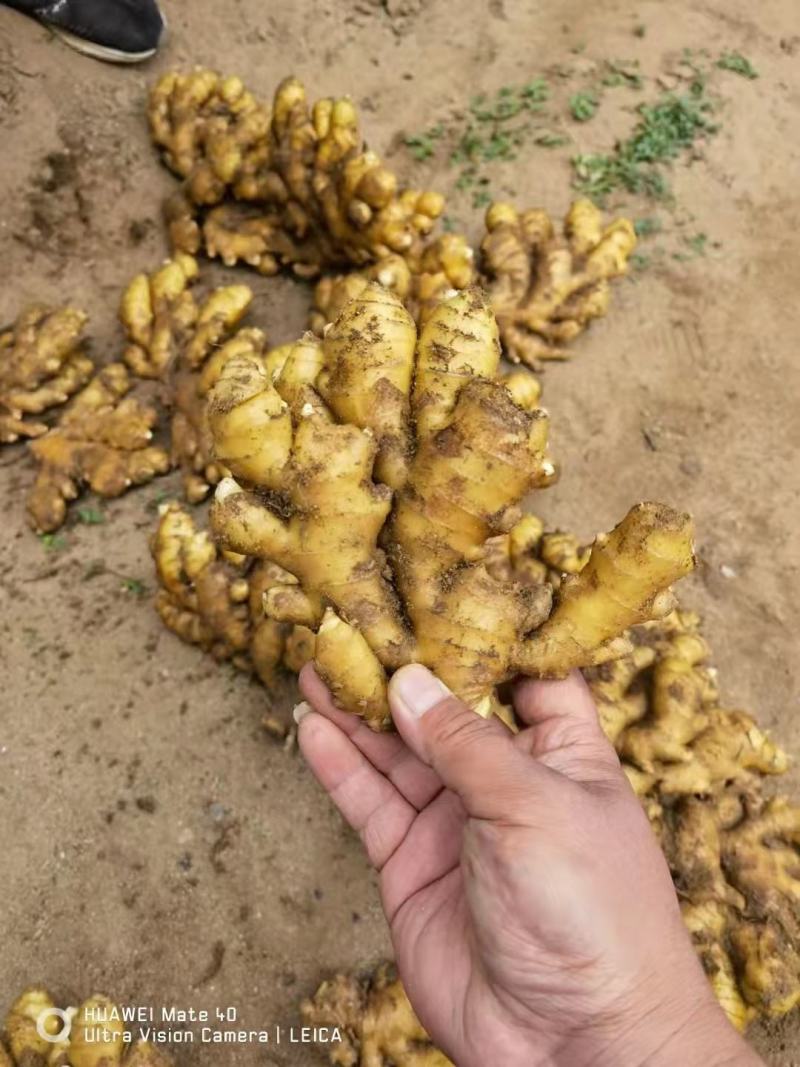 推荐-湖北小黄姜种植基地一手货源批发《代存小黄姜》