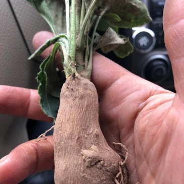 改良白术芽子山地育苗抗病抗旱能力强无菌量大从优