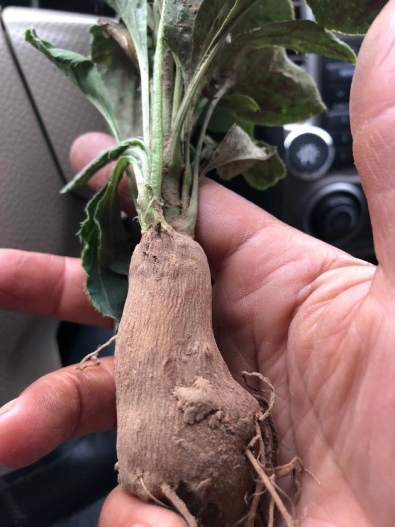 改良白术芽子山地育苗抗病抗旱能力强无菌量大从优