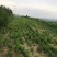 改良白术芽子山地育苗抗病抗旱能力强无菌量大从优