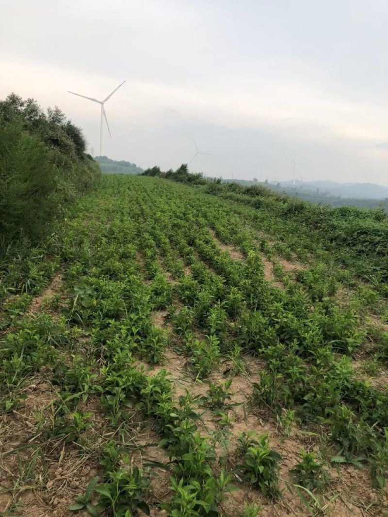 改良白术芽子山地育苗抗病抗旱能力强无菌量大从优