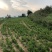 改良白术芽子山地育苗抗病抗旱能力强无菌量大从优