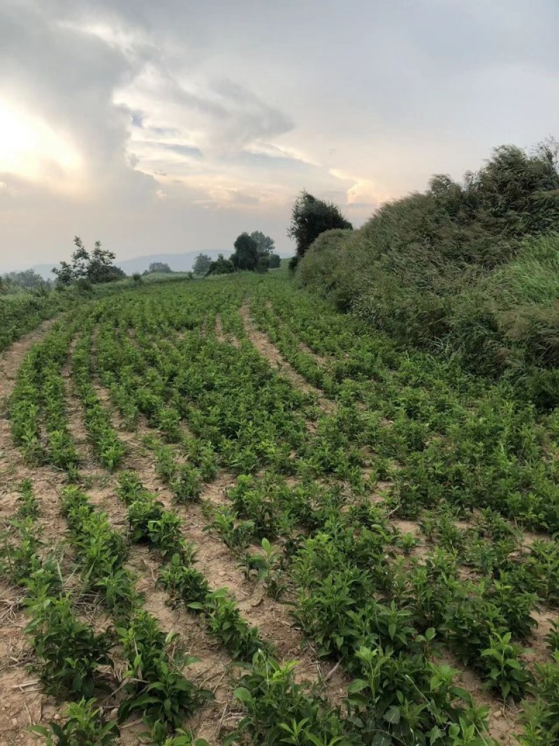改良白术芽子山地育苗抗病抗旱能力强无菌量大从优