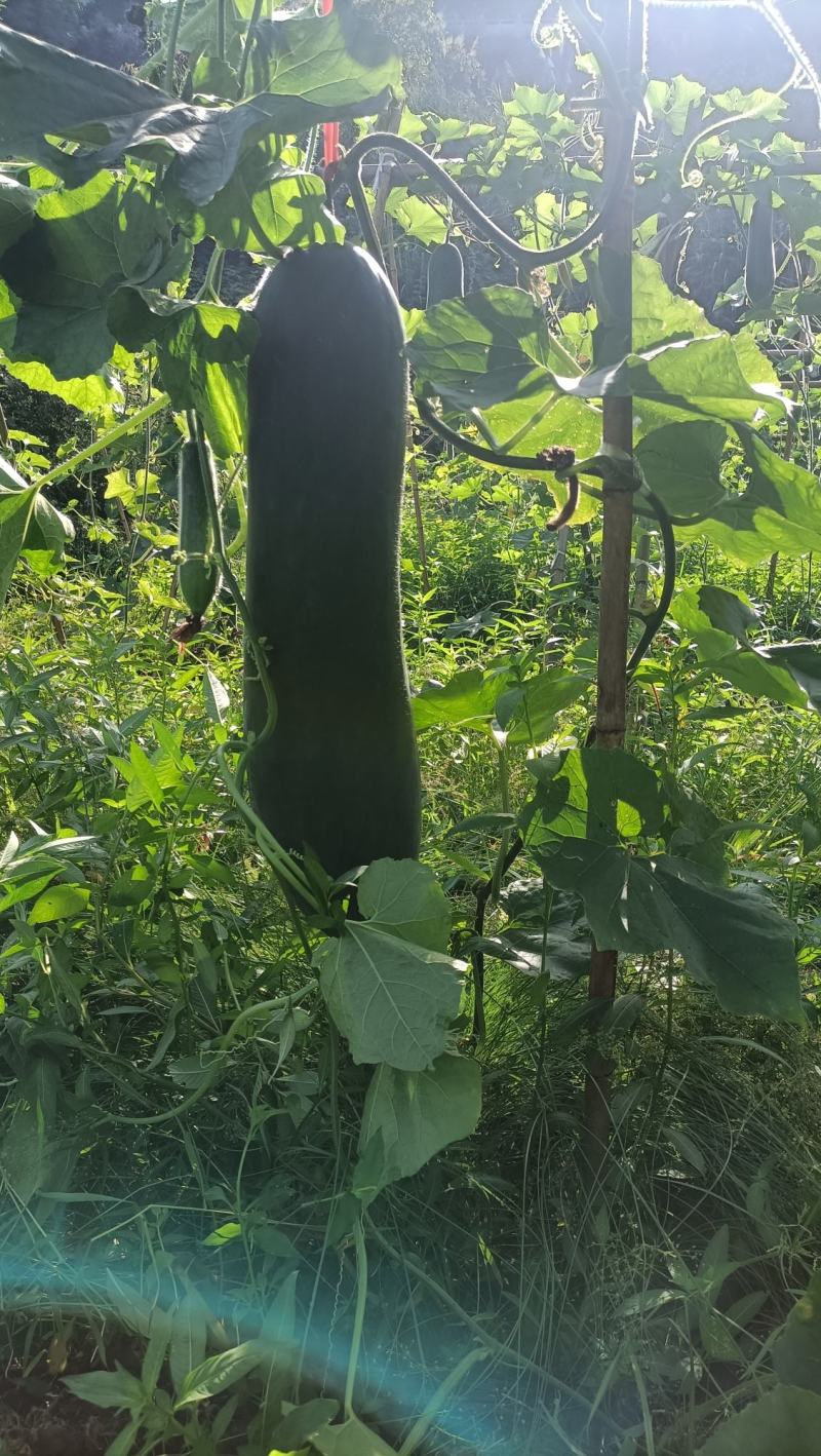 黑皮铁心冬瓜