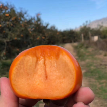 阳丰甜柿