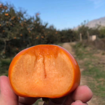 阳丰甜柿
