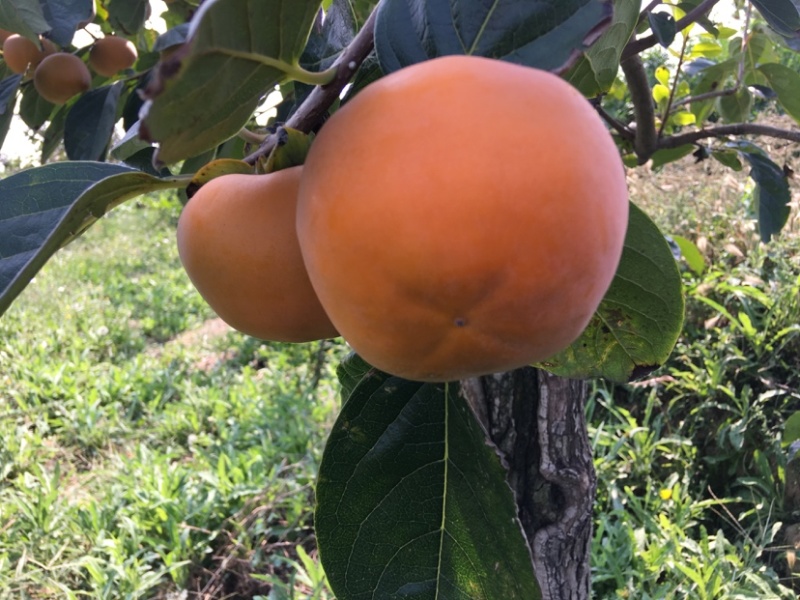 阳丰甜柿