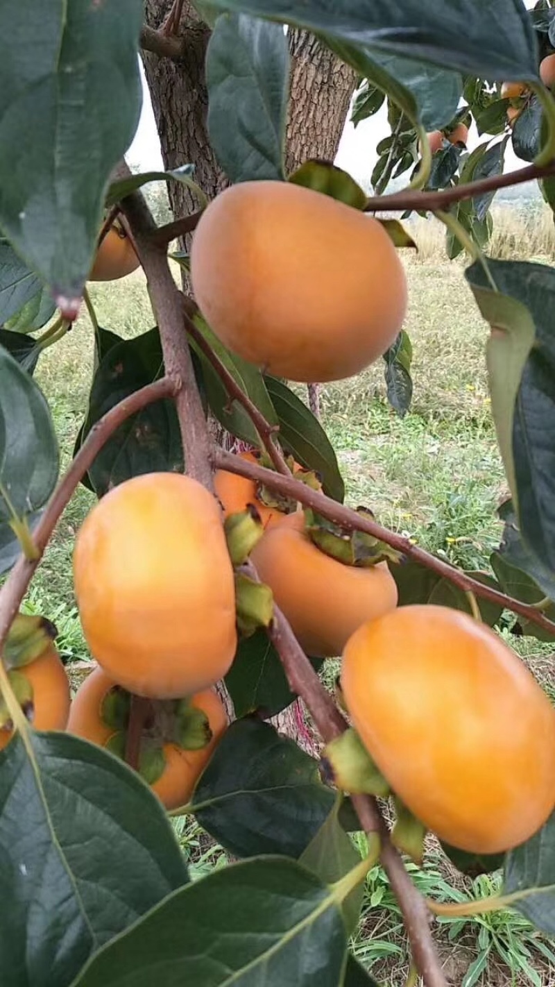 阳丰甜柿