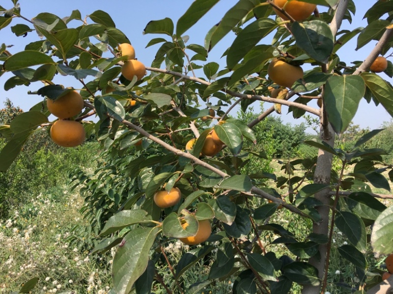 阳丰甜柿