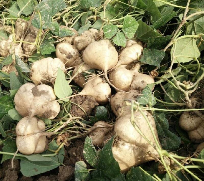湖北天门凉薯大量上市，沙葛，白地瓜，豆薯，产地直发