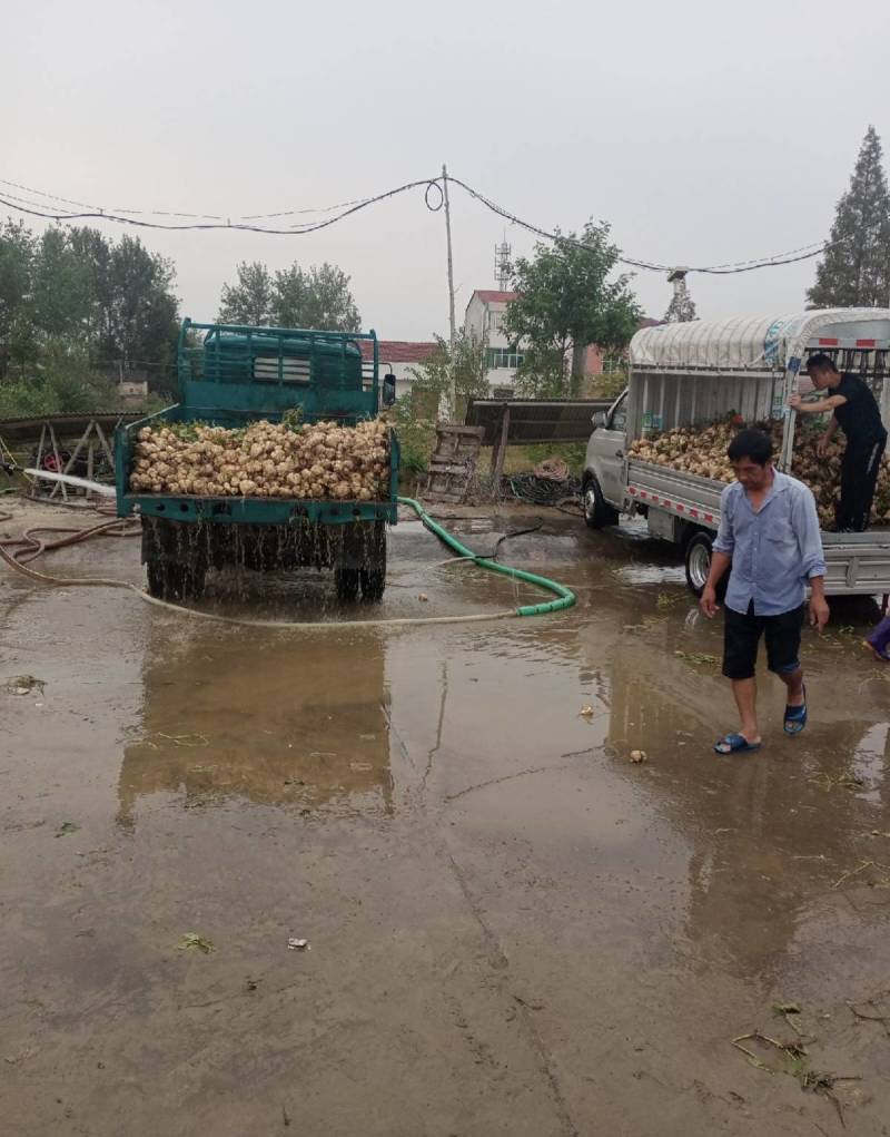 湖北天门凉薯大量上市，沙葛，白地瓜，豆薯，产地直发