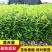 紫花满天星满天星萼距花绿化工程苗细叶萼距花