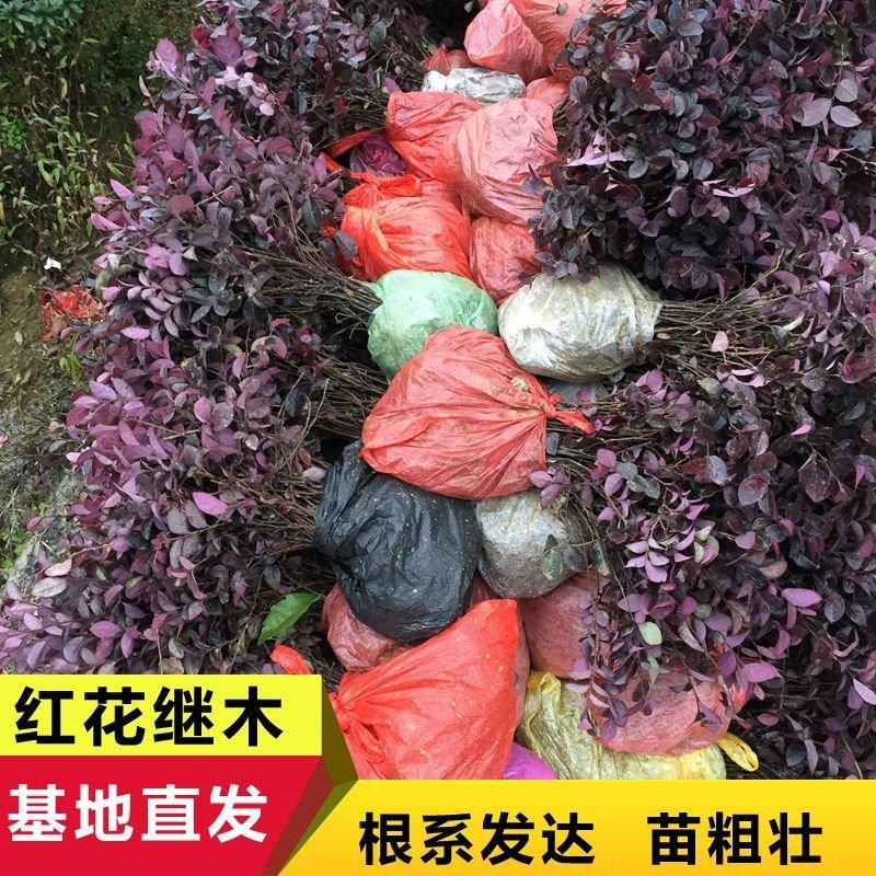 红继木红花继木25-30公分根系发达，全国发货