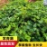常青藤工程苗常青藤苗广东供应商常青藤攀岩爬藤